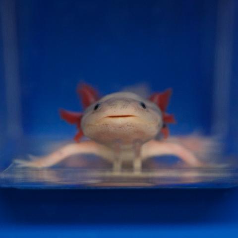 Axolotl salamander