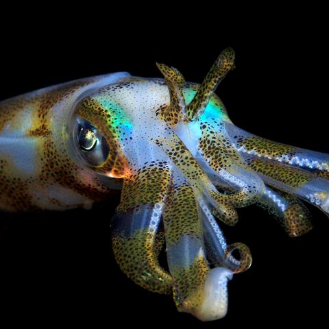 Squid