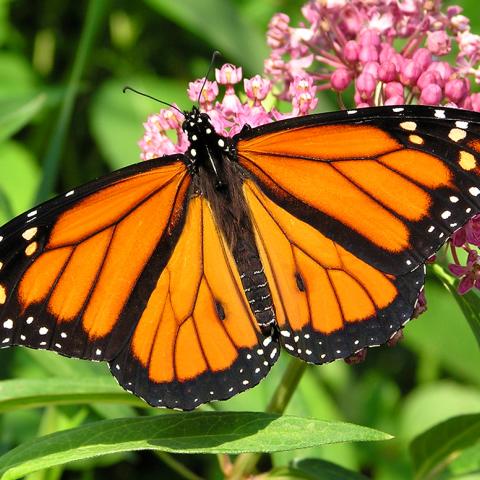 Monarch butterfly
