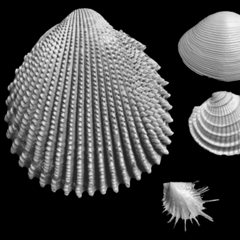3-D models of bivalves