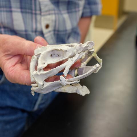 Tristychius 3-D Model