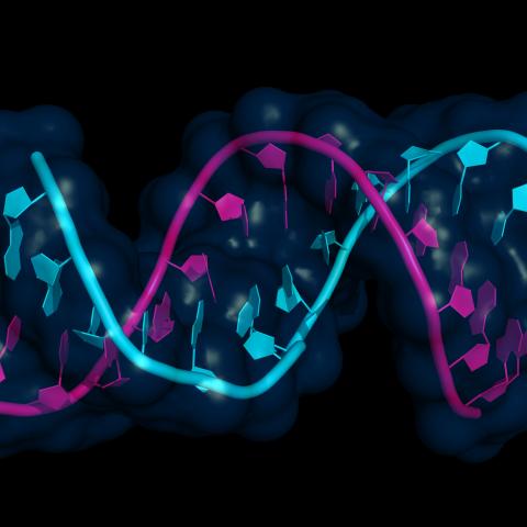Two twining strands of RNA in different colors
